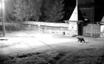 Гуляющий ночью возле музея «Малые Корелы» медведь попал в объектив камеры видеонаблюдения